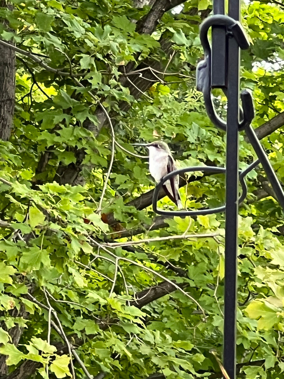 Mornings on the Hooks