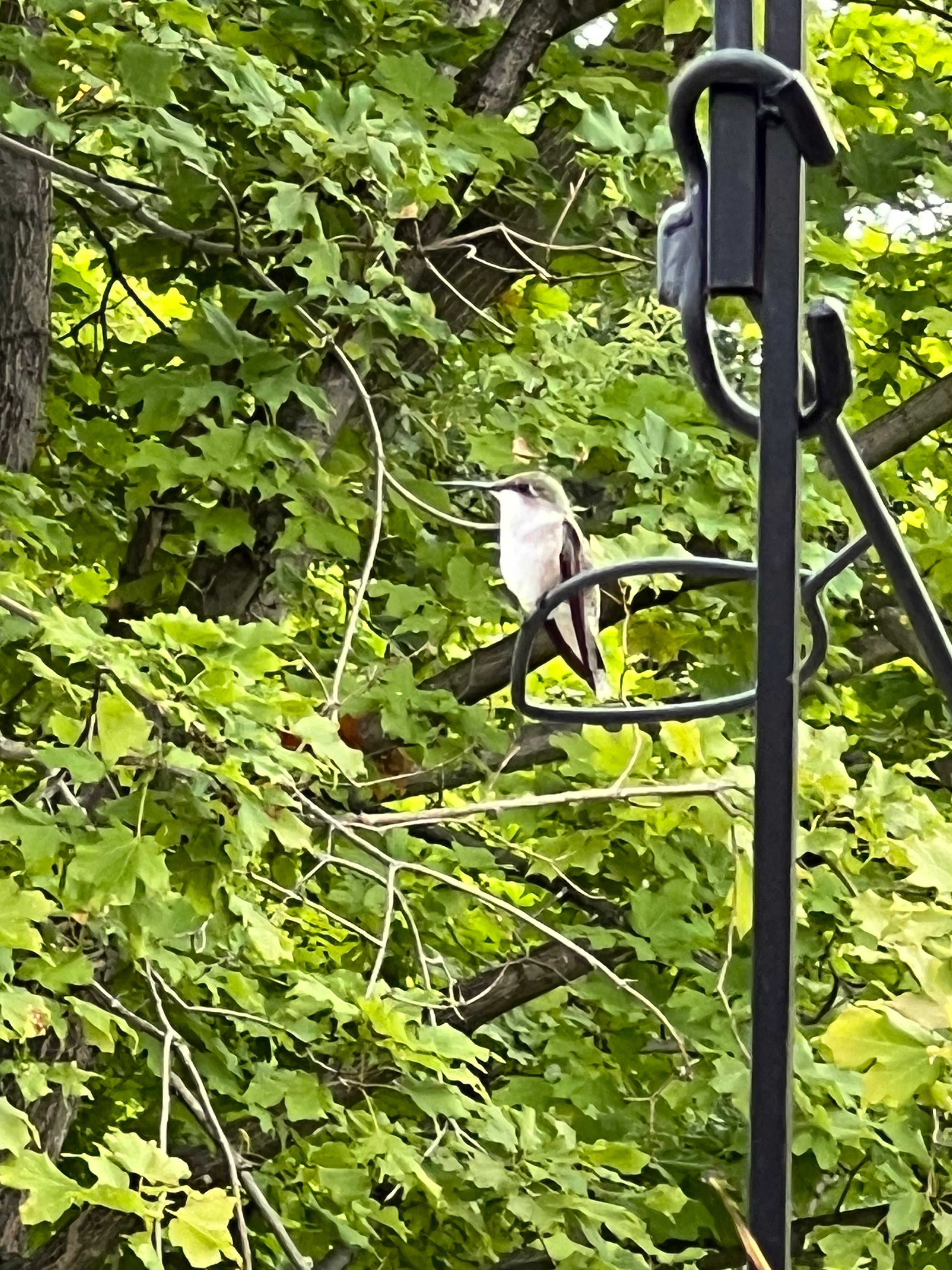 Mornings on the Hooks